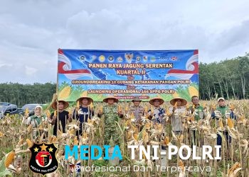 Panen Raya Jagung Serentak Kuartal II di Tumijajar, Polres Tulang Bawang Barat Dukung Ketahanan Pangan Nasional