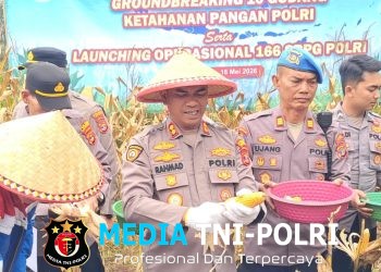 Pemkab dan DPRD Tanggamus Apresiasi Panen Jagung Polres di Ulu Belu, Hasil Capai 9 Ton per Hektare