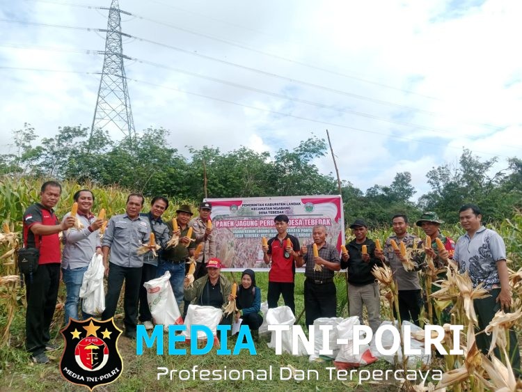 Panen Perdana Jagung di Tebedak Capai 6 Ton, Polisi dan Warga Bersatu Dukung Ketahanan Pangan