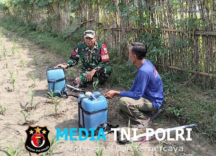 Babinsa Kandangan Dampingi Petani Lakukan Penyemprotan POC Untuk Tingkatkan Pertumbuhan Jagung