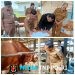 Bupati Pringsewu Riyanto Pamungkas Teken MoU Dengan AM Farm & Terima Sapi Bantuan Presiden RI