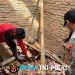 Polsek Pulau Panggung Identifikasi Rumah Tertimpa Pohon Kelapa