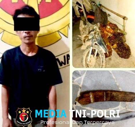 Curi 14 Tandan Sawit Milik PT GMP, Pelaku Diamankan Polsek Seputih Mataram