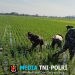 Sengkuyung Ketahanan Pangan, Babinsa Sragen Ikut ‘Matun’ Padi di Sawah