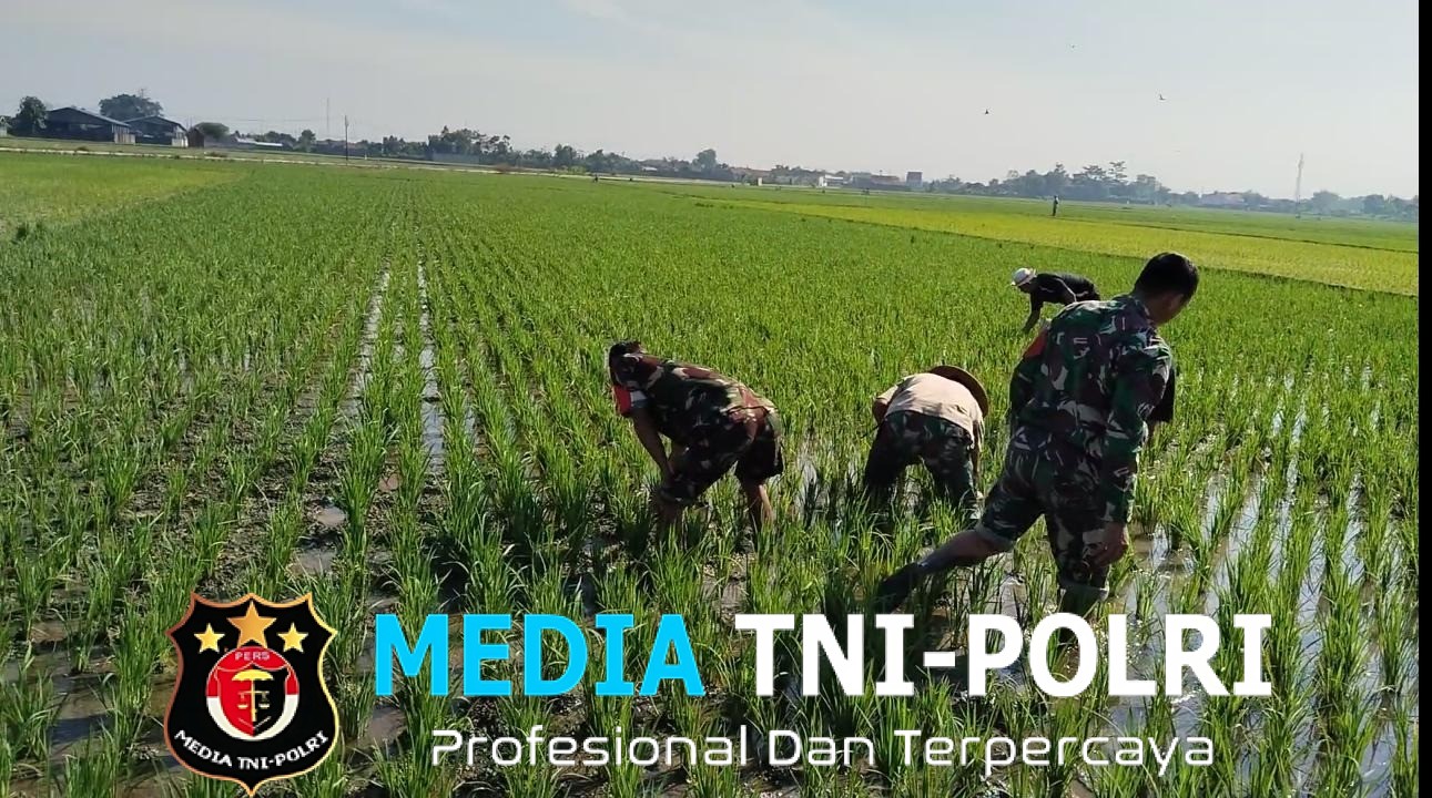 Sengkuyung Ketahanan Pangan, Babinsa Sragen Ikut ‘Matun’ Padi di Sawah