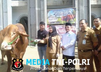 Wali Kota Bandar Lampung Serahkan Sapi Kurban Banmas Presiden RI Ke Masjid Al Madani