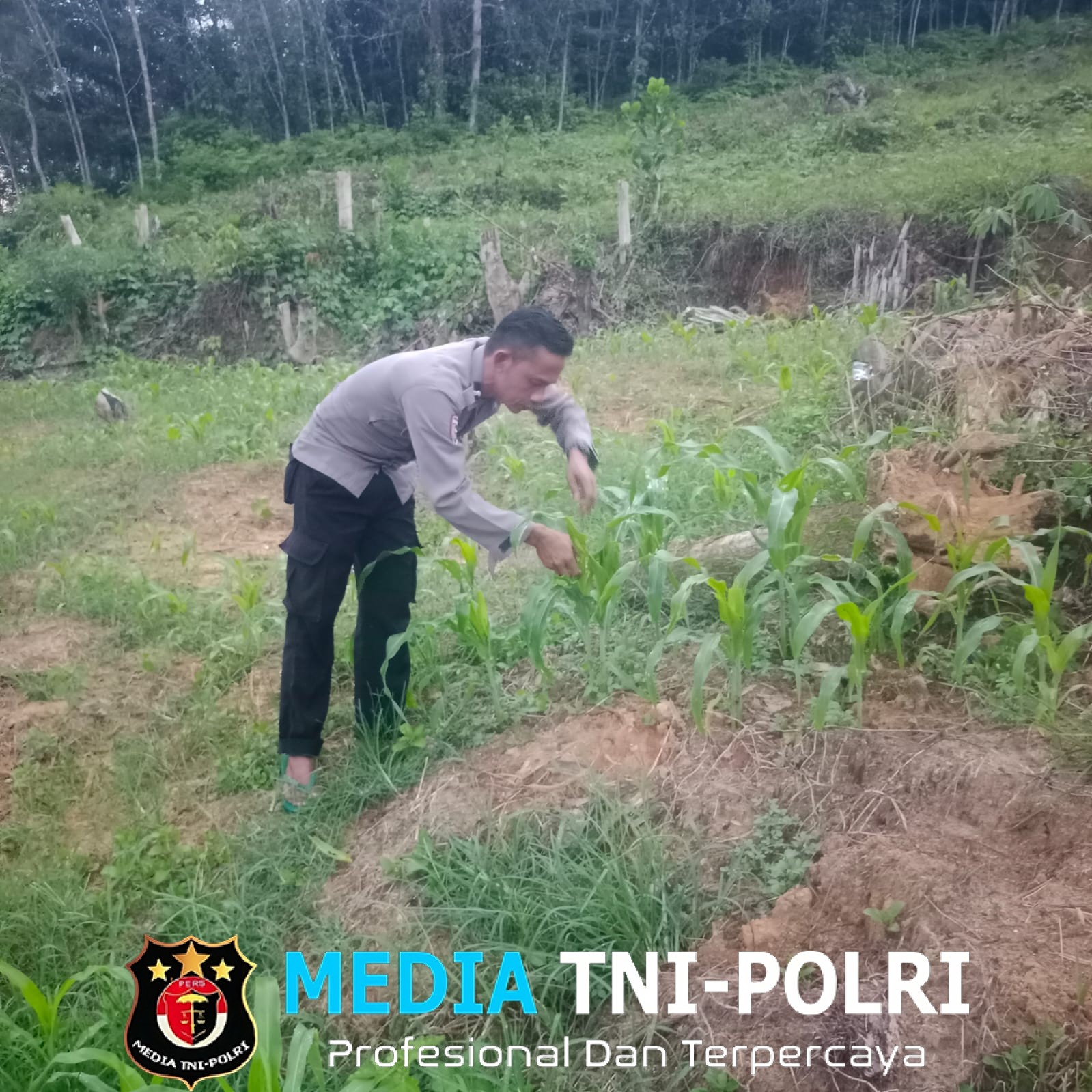 Bintara Penggerak Desa Mandor Kiru Monitoring Lahan Jagung Warga, Wujud Nyata Dukungan Polri untuk Petani