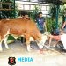 Idul Adha di Madivif 2 Kostrad
