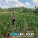 Bintara Penggerak Desa Tunang Monitoring Tanaman Jagung Milik Petani Binaannya