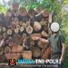 Tebang Puluhan Pohon di Hutan Lindung Lampung Selatan, Residivis Illegal Logging Kembali Diciduk