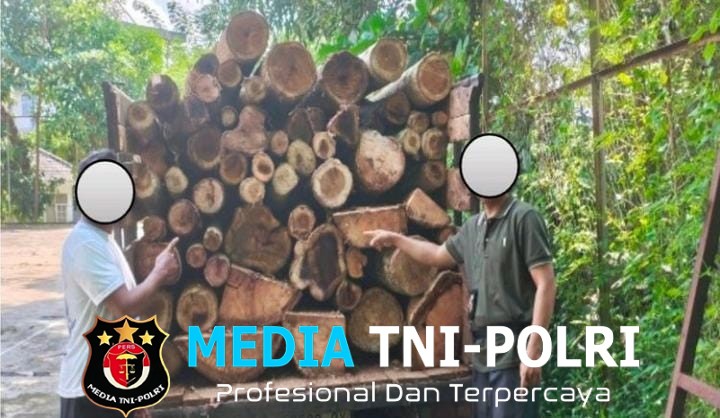 Tebang Puluhan Pohon di Hutan Lindung Lampung Selatan, Residivis Illegal Logging Kembali Diciduk