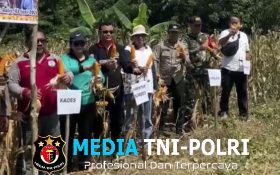 Panen Jagung Hibrida BUMDes Desa Hilir Kantor Tembus 3 Ton, Perkuat Ketahanan Pangan di Landak