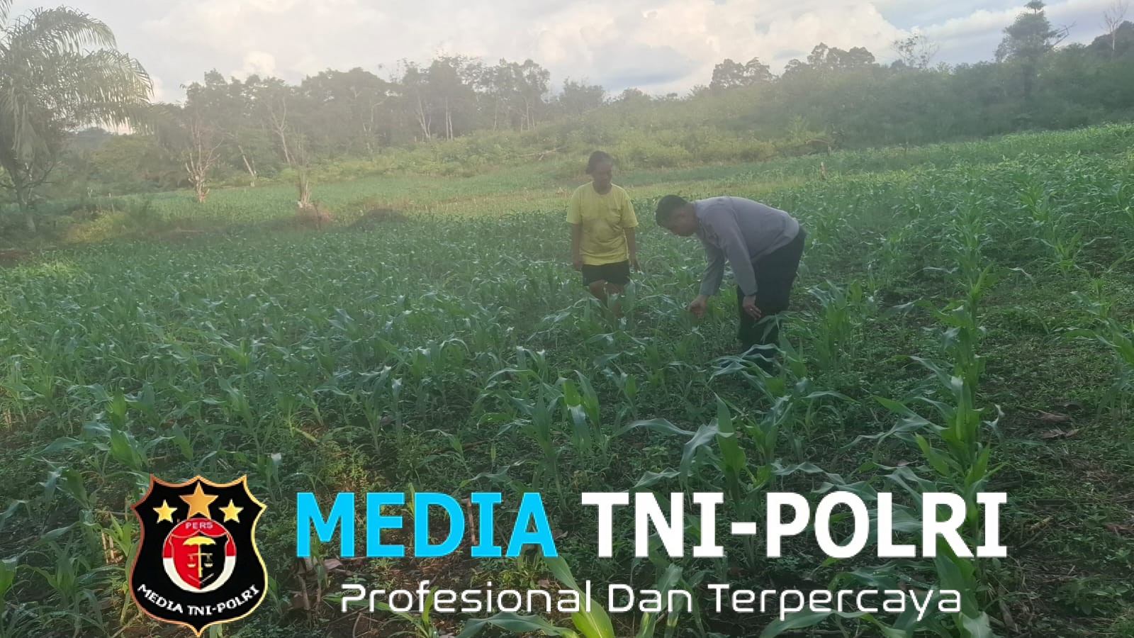 Bintara Pengerak Ketahanan Pangan Lakukan Pengecekan Penanaman Jagung Serentak Kuartal II Tahun 2026