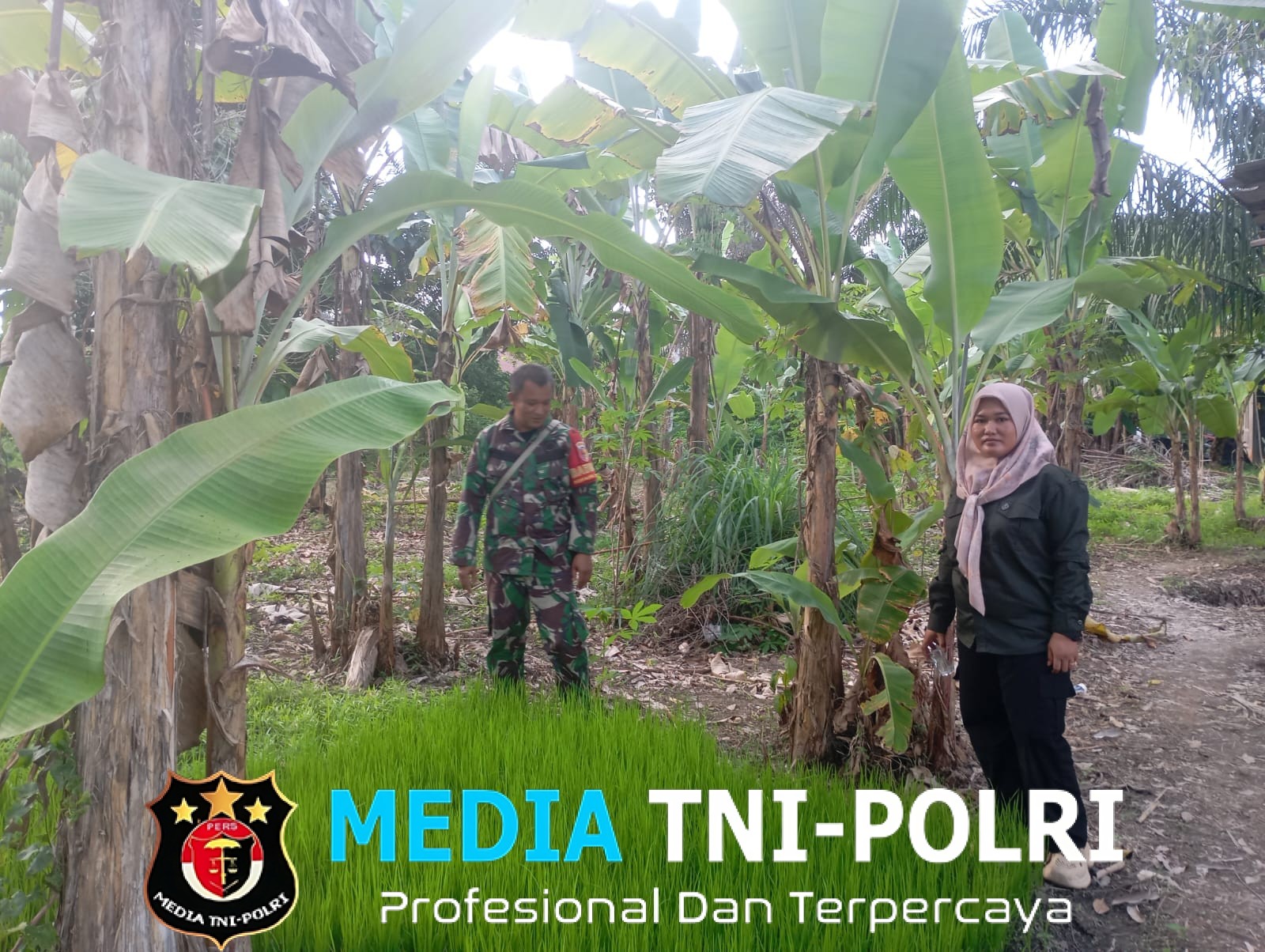 Wujudkan Sinergitas, Babinsa Koramil 420-04/Sarolangun Bersama PPL Cek Pertumbuhan Benih Padi