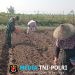 Wujudkan Ketahanan Pangan, Babinsa Pikatan Turun Ke Sawah Dampingi Petani Tanam Jagung