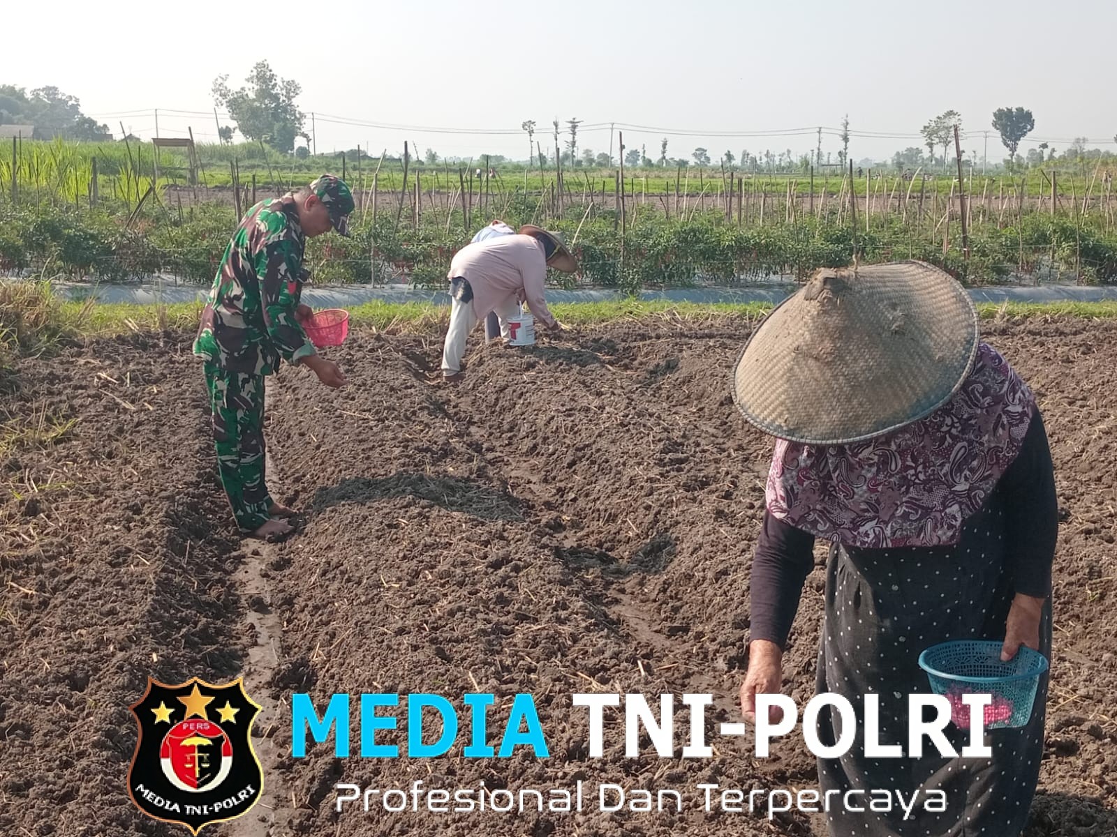 Wujudkan Ketahanan Pangan, Babinsa Pikatan Turun Ke Sawah Dampingi Petani Tanam Jagung