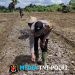 Sinergi BUMDes dan Polri Dorong Sukses Budidaya Jagung di Kecamatan Sengah Temila