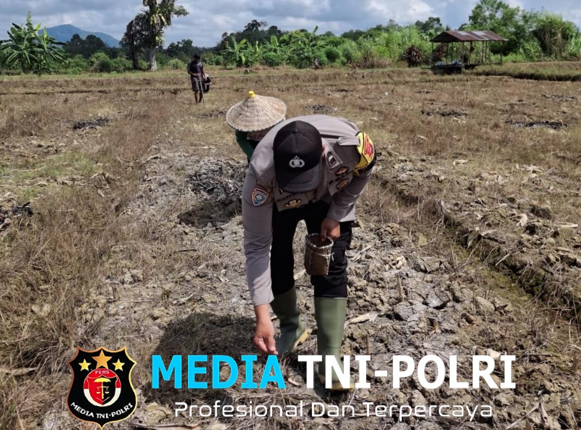 Sinergi BUMDes dan Polri Dorong Sukses Budidaya Jagung di Kecamatan Sengah Temila