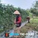 Babinsa Bantu Petani Merawat Tanaman Kacang Panjang