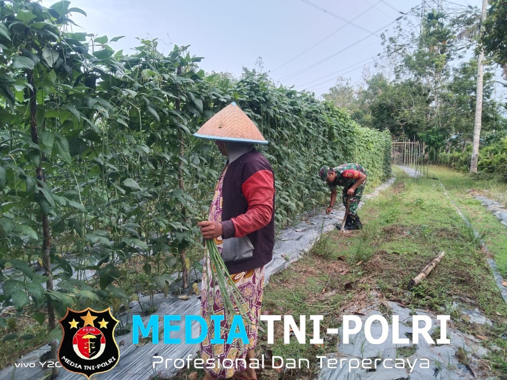 Babinsa Bantu Petani Merawat Tanaman Kacang Panjang