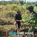 Perkuat Ketahanan Pangan Papua, Satgas Yonif 521/DY Bagikan Bibit Gratis dan Bantu Warga Berkebun di Kampung Benawa
