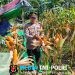 Membanggakan! Program 1 Desa 1 Hektar di Sepangah Berhasil Panen Lebih dari 2 Ton