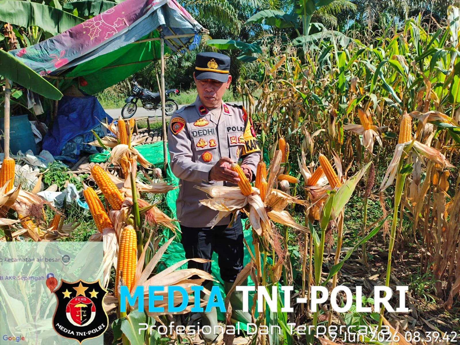 Membanggakan! Program 1 Desa 1 Hektar di Sepangah Berhasil Panen Lebih dari 2 Ton