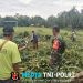 Babinsa Koramil 420-08/Tabir, Sertu Nodi eka putra, Gotong Royong Laksanakan Bersama masyarakat di Desa Muara Jernih, Kecamatan Tabir Ulu