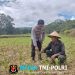 Tak Hanya Jaga Kamtibmas, Bhabinkamtibmas Polsek Kuala Behe Turun Langsung Dampingi Petani Cek Lahan Jagung 2,5 Hektare