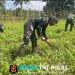 Satgas Yonif 123/Rajawali Wujudkan Ketahanan Pangan di Pedalaman Papua Selatan