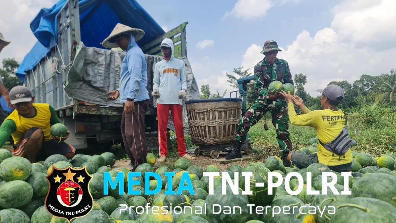 Pemanfaatan Lahan Kompi Produksi Kodim 0808/Blitar di Srengat Sukses Panen 10 Ton Semangka