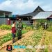 Babinsa Koramil 0420-04/Sarolangun Dampingi Petani Sawi