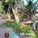 Wujud Kemanunggalan TNI, Babinsa Ngoran Pelopori Gotong Royong Bersihkan Jalan Desa