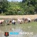 Kaki Terbenam Lumpur, Semangat Tak Surut, Babinsa Doyong Dampingi Tanam Padi