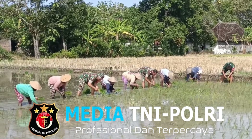 Kaki Terbenam Lumpur, Semangat Tak Surut, Babinsa Doyong Dampingi Tanam Padi