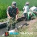 Sinergi Upsus Ketahanan Pangan, Serma Aminoto Bersama Poktan Margo Rukun Bersihkan Saluran Irigasi