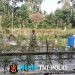 Babinsa Dampingi Petani Semprot Cabai, Jaga Tanaman Tetap Sehat