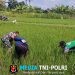 Optimalkan Pertumbuhan padi, Babinsa Ngembul Bantu Petani Bersihkan Rumput Liar