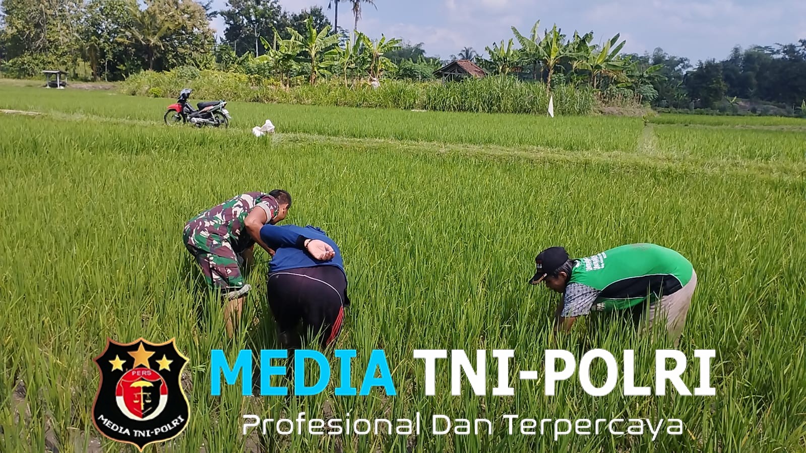 Optimalkan Pertumbuhan padi, Babinsa Ngembul Bantu Petani Bersihkan Rumput Liar