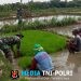 Lumpur Tak Jadi Halangan, Babinsa Miri Turun Langsung Cabuti Bibit Padi Demi Ketahanan Pangan