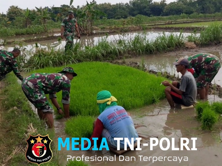 Lumpur Tak Jadi Halangan, Babinsa Miri Turun Langsung Cabuti Bibit Padi Demi Ketahanan Pangan