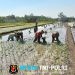Jejak Loreng di Tengah Lumpur, Babinsa Kalijambe Kobarkan Semangat Petani Sambut Musim Tanam