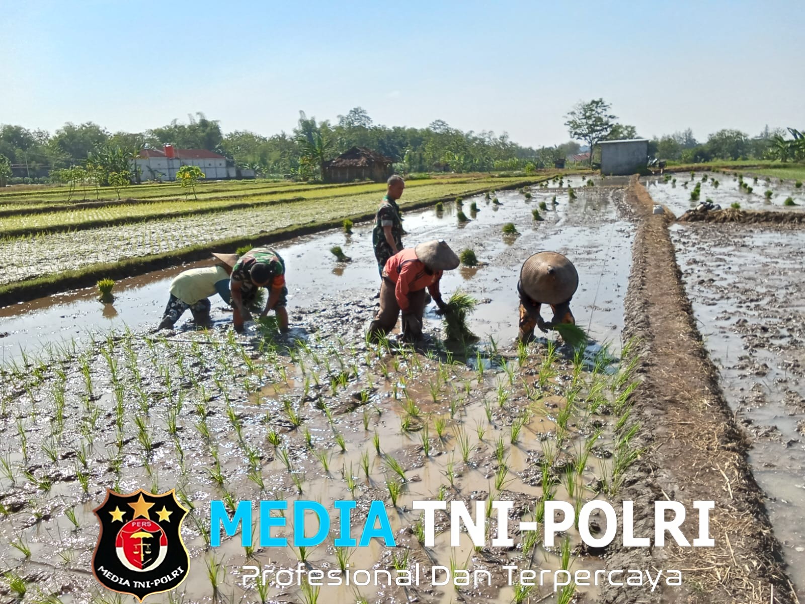Jejak Loreng di Tengah Lumpur, Babinsa Kalijambe Kobarkan Semangat Petani Sambut Musim Tanam