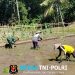 Sinergi Hanpangan, Babinsa Kotes Kopda Ari Wibowo Dampingi Petani Menanam Padi