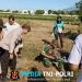 Lawan Hama Tikus, Babinsa Bersama Petani Kompak Gelar Gerdal Serentak