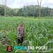 Bintara Penggerak Aktif Laksanakan Pengecekan Tanaman Jagung Milik Petani di Desa Binaan