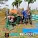 Babinsa Menyatu dengan Petani, Panen Padi Jadi Bukti Kepedulian
