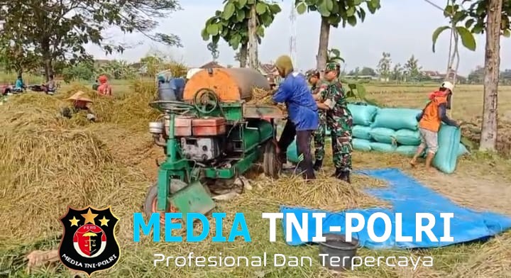 Babinsa Menyatu dengan Petani, Panen Padi Jadi Bukti Kepedulian