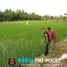 Babinsa Cek Pertumbuhan Padi di Sawah Milik Bapak Hasan