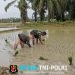 Babinsa Dampingi Petani Menanam Padi di Desa Ulee Gampong